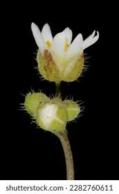 Attēlu rezultāti vaicājumam “Erophila verna fruit”