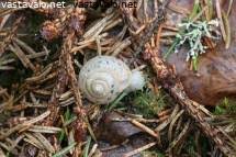 Attēlu rezultāti vaicājumam “Fruticola fruticum”