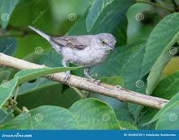 Attēlu rezultāti vaicājumam “Sylvia nisoria adult”