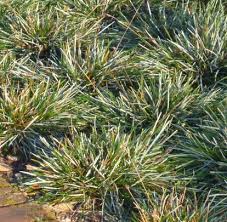Attēlu rezultāti vaicājumam “Sesleria caerulea leaf”