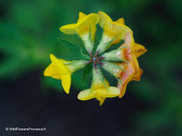 Attēlu rezultāti vaicājumam “Lotus corniculatus flower”