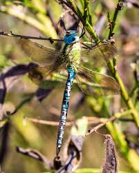 Attēlu rezultāti vaicājumam “Aeshna viridis”