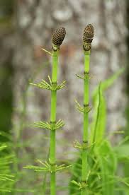 Attēlu rezultāti vaicājumam “Equisetum fluviatile”