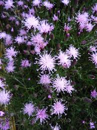 Attēlu rezultāti vaicājumam “Serratula tinctoria flower”