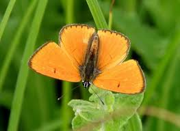 Attēlu rezultāti vaicājumam “Lycaena dispar male”