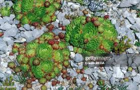 Attēlu rezultāti vaicājumam “Jovibarba globifera leaf”