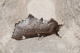 Attēlu rezultāti vaicājumam “Odontosia carmelita”