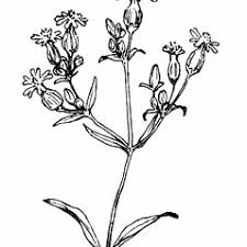 Attēlu rezultāti vaicājumam “Silene vulgaris flower”