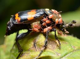 Attēlu rezultāti vaicājumam “Nicrophorus vespilloides”