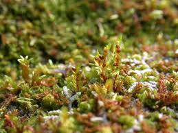 Attēlu rezultāti vaicājumam “Pohlia bulbifera”