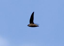 Image result for Chaetura pelagica