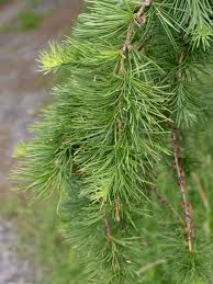 Attēlu rezultāti vaicājumam “Larix decidua”