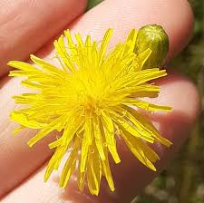 Attēlu rezultāti vaicājumam “Crepis biennis”