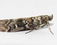 Attēlu rezultāti vaicājumam “Dioryctria abietella”