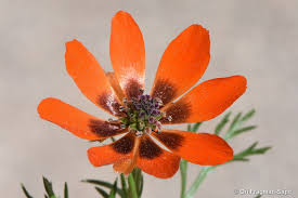 Image result for Adonis aestivalis