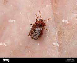 Attēlu rezultāti vaicājumam “Chrysolina staphylaea”