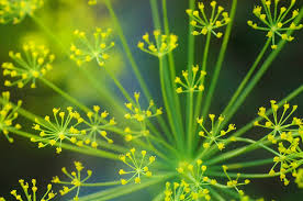 Attēlu rezultāti vaicājumam “Anethum graveolens flower”