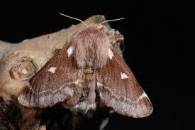 Attēlu rezultāti vaicājumam “Eriogaster lanestris”