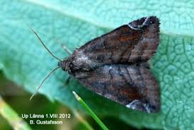 Attēlu rezultāti vaicājumam “Cosmia pyralina”