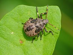 Attēlu rezultāti vaicājumam “Picromerus bidens”
