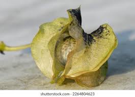 Attēlu rezultāti vaicājumam “Nicandra physalodes fruit”