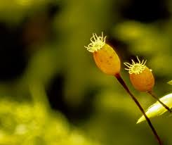 Attēlu rezultāti vaicājumam “Neckera complanata sporophyte”