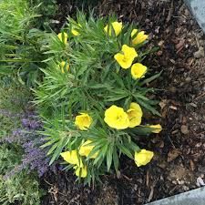 Image result for Nachtkerze