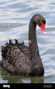 Attēlu rezultāti vaicājumam “Cygnus atratus”