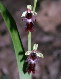 Attēlu rezultāti vaicājumam “Ophrys insectifera flower”