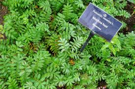Image result for Potentilla anserina
