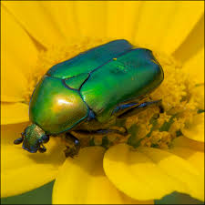 Attēlu rezultāti vaicājumam “Potosia cuprea”