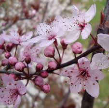 Attēlu rezultāti vaicājumam “Prunus cerasifera var. divaricata flower”