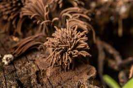 Attēlu rezultāti vaicājumam “Ceratiomyxa fruticulosa young”