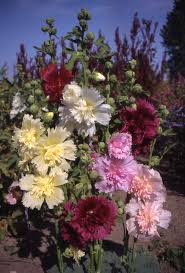 Image result for Alcea rosea `Appleblossom`