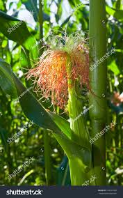 Attēlu rezultāti vaicājumam “Zea mays female flower”