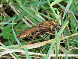 Attēlu rezultāti vaicājumam “Asilus crabroniformis”