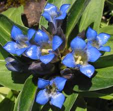 Attēlu rezultāti vaicājumam “Gentiana cruciata”