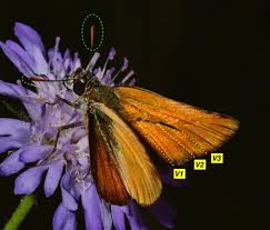 Attēlu rezultāti vaicājumam “Thymelicus sylvestris underside”