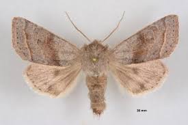 Attēlu rezultāti vaicājumam “Orthosia opima”