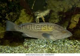 Image result for Epinephelus costae