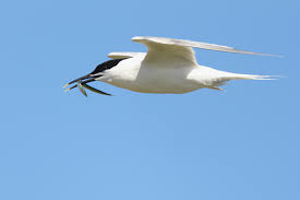 Attēlu rezultāti vaicājumam “Sterna sandvicensis adult”