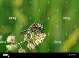 Attēlu rezultāti vaicājumam “Leucorrhinia caudalis male”