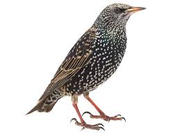 Attēlu rezultāti vaicājumam “Sturnus vulgaris male”