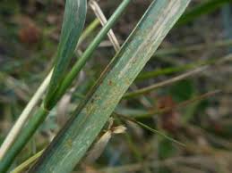 Attēlu rezultāti vaicājumam “Puccinia agrostidis”