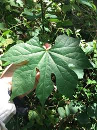 Attēlu rezultāti vaicājumam “Menispermum dauricum leaf”