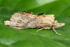 Attēlu rezultāti vaicājumam “Pterostoma palpina”