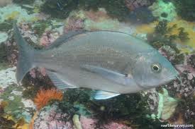 Image result for Pachymetopon grande