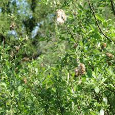 Attēlu rezultāti vaicājumam “Salix cinerea”