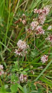 Attēlu rezultāti vaicājumam “Cuscuta epithymum subsp. trifolii flower”