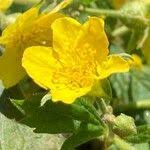 Attēlu rezultāti vaicājumam “Waldsteinia geoides flower”